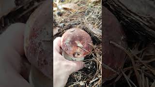 Boletus Pinícola 🍄 BoletusPinophilus seta Espora fungi Nature Mushroom Boletus [upl. by Anilorac771]