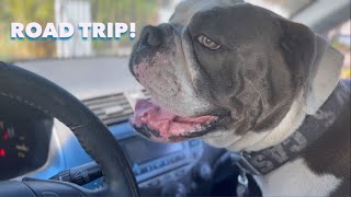 Road Trip With My Olde English Bulldogge [upl. by Arramat607]