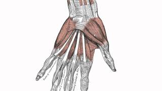 Muscles of the Hand  Anatomy Tutorial [upl. by Oringas]