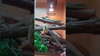 Chrysopelea ornata eats quail chick LIGHTNING STRIKE Flying Snakes are awesome [upl. by Leaper427]