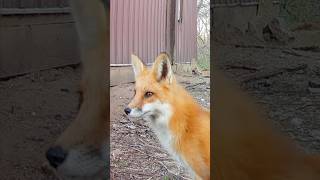 Fox Moving Its Ears to Pinpoint Sounds [upl. by Paff221]