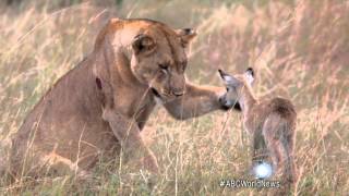 Lion Adopts Baby Antelope [upl. by Edin]