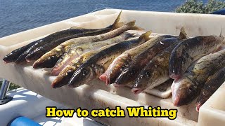 How to catch WHITING  Whiting fishing tips MasterClass [upl. by Cutter200]