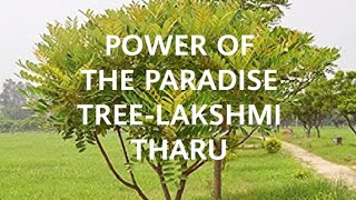 POWER OF LAKSHMI THARUTHE WONDER PLANTAnti cancerousSimarouba glaucaThe tree of paradise [upl. by Keane]