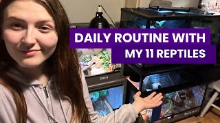 Daily Routine with my 11 REPTILES [upl. by Ronald]