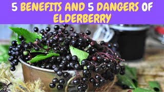 5 Benefits and 5 Dangers Of Elderberry [upl. by Lefty810]