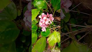 🌸BERGENIA🌸saxifragaceae [upl. by Johnson67]