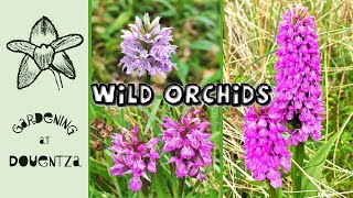 3 Wild Native Orchids of Ireland  Easy Way to Differentiate between Dactylorhiza amp some Anacamptis [upl. by Saturday]