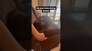 This dog really hates being tickled 😂 doglover dog petlover funnydogs cutedogs dogs funny [upl. by Yrrab]