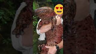 Chinese Giant Salamander the Largest Amphibian in The World [upl. by Siubhan]