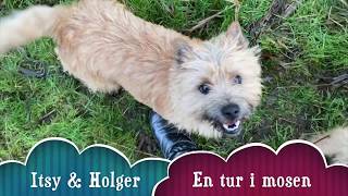 Cairn Terrier puppies [upl. by Bove]