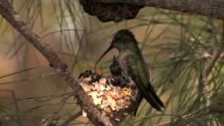 Black Chinned Hummingbird [upl. by Aramac985]