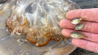 Butterfish in Giant Jelly Halfbeak Spotted Hake amp More 11424 Long Island [upl. by Atimad]