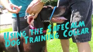 Dog Care TC01 Training Collar Unboxing And Review [upl. by Ainosal918]