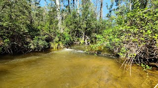 Trout Fishing With Bonus Macquarie Perch And Redfin [upl. by Namwob]