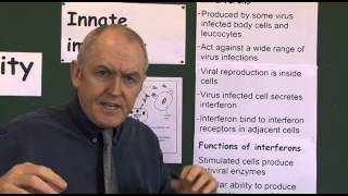 Immunity 6 Interferons protection from viral infections [upl. by Animlehliw]