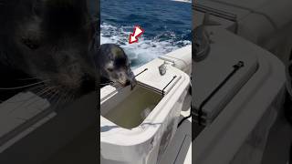 Sea Lion Captured Its Boat shortsvideo [upl. by Adnawad]