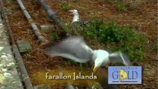 Californias Gold 144  FARALLON ISLANDS [upl. by Alamap]