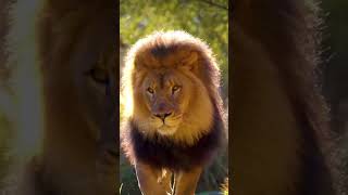 The Greatest Fights In The Animal Kingdom Part 1  BBC Earth [upl. by Sasha79]