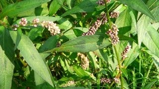 Useful Plant  Polygonum [upl. by Arec]