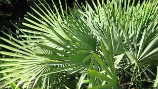 Trithrinax campestris palm [upl. by Gorges695]