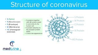 Structure Of Coronaviruses and Structural Proteins [upl. by Tildy99]