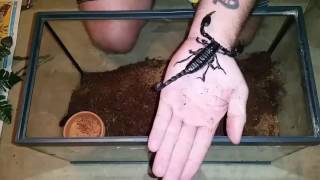 Heterometrus spinifer giant forest scorpion Care and handling video [upl. by Gnad]