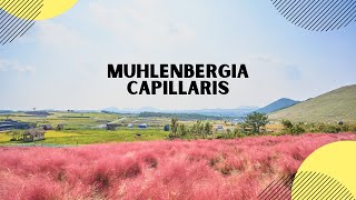 Muhlenbergia Capillaris [upl. by Moore]