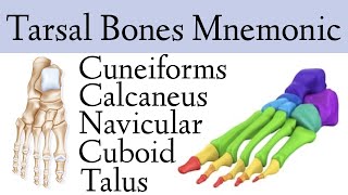 Foot amp Ankle Bone Anatomy Mnemonic Tarsal Bone Names [upl. by Weinrich]