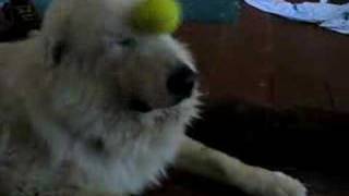 Playful great pyrenees  NOT [upl. by Chic]