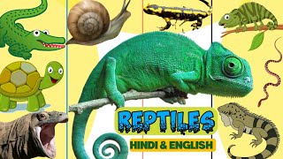 reptiles  reptiles name in hindi and english  reptile  educational video  🦎 [upl. by Coster]