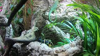 Feeding my Varanus prasinus green tree monitor [upl. by Ynohtnakram295]