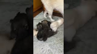 If you want to glimpse heaven come to my house  doglover dog viralvideo youtubeshorts [upl. by Fruin410]