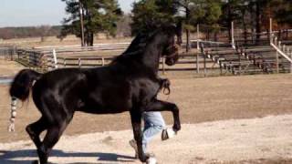 American Saddlebred Breeding Stallion quotBlackStreetquot [upl. by Levon]