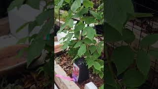 Garden vlog 20240611 create a family raspberry patch fruit rose mulberryfruit raspberry [upl. by Slade]