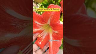 Amaryllis are rewarding easycare houseplants shortsfeed shots trending gardening amaryllis 🌺 [upl. by Adahsar]