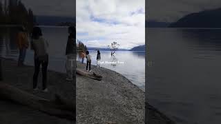 Famous Wanaka Tree Wanaka New Zealand wanaka viralvideo newzealand wanakatree [upl. by Jade156]