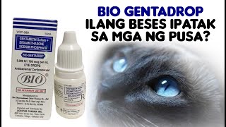 BIOGENTA DROPS MABISA SA SAKIT NG MATA NG PUSA  ILANG BESES IPATAK SA MATA NG PUSA [upl. by Milon]