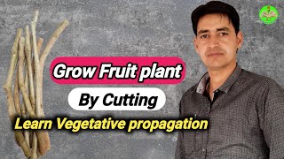 Plant Propagation Method by Cutting  How can grow plant by Cutting  Asexual method [upl. by Elyag766]