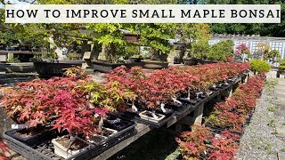 How to improve your small Maple Bonsai [upl. by Iadahs]