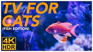 TV FOR CATS 📺  20 Hours of Underwater Fish Videos for Cats BIRD TV 4K [upl. by Aneloaup]