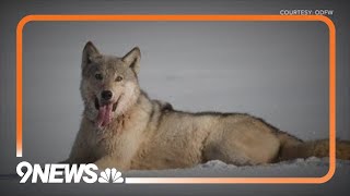 Colorado middle schoolers to pick out wolf names [upl. by Spence]