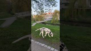 shortsvideo viral trending walk city citywalk  dog spring germany германия прогулка [upl. by Odnalro]