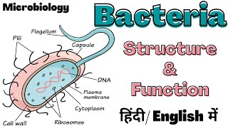 Bacteria  Structure and Function  Microbiology  Hindi [upl. by Iahcedrom]