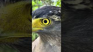 Hawk Eagle Owl Wildlife Animal EagleHawkOwl hawk vs snake Owl vs snake fight Eagle Vs Snake [upl. by Michell]