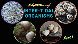 Intertidal organisms and their adaptations Part 1 [upl. by Nnylrats860]