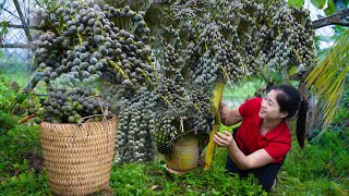 Harvest ARENGA PINNATA amp Goes To Market Sell  Harvesting And Cooking  Lý Song Ca [upl. by Nadean]