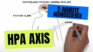 2Minute Neuroscience HPA Axis [upl. by Wolff]