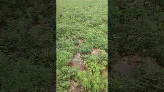 Groundnut farmingmy Thota [upl. by Ivens]