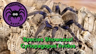 Species Showcase Cyriopagopus lividus [upl. by Brunhilda]